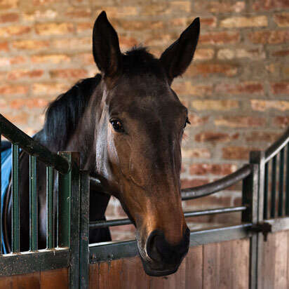 stalldecken bubblenavibanner 412x412